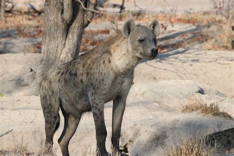 Dont Laugh These Are Serious Photos Of Spotted Hyenas — Digital Grin