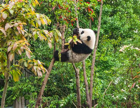 Mitochondrial Dna Of 22000 Year Old Giant Panda Reveals Long Lost