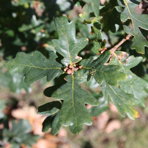 Buy Common Oak Quercus Robur £7999 Delivery By Crocus