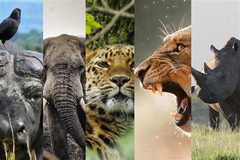 Africa Big 5 Animals In Uganda Safari Game Destination Guide