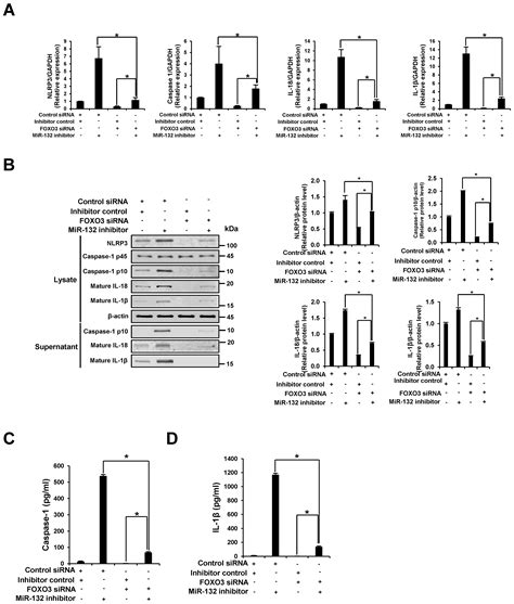 Nutrients Free Full Text Microrna 132 Negatively Regulates