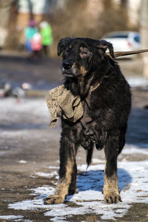 Old Sick Black Dog With Sore Eyes Stock Photo Image Of Black Blurred