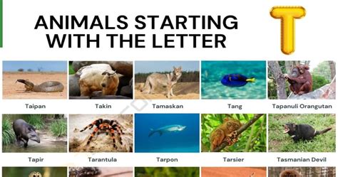 Animals That Begin With T