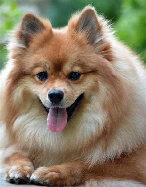 Which Small Dog Breeds Are The Most Popular Animal Friends Pet Insurance