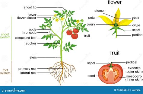 Morphology Of Tomato Plant Flower Vector Illustration 168286760