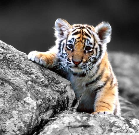Cute Baby Tiger Wallpapers Top Free Cute Baby Tiger Backgrounds
