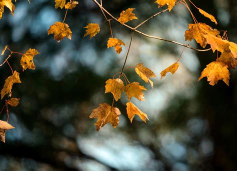 Wallpaper Maple Branch Leaves Yellow Autumn Hd Widescreen High