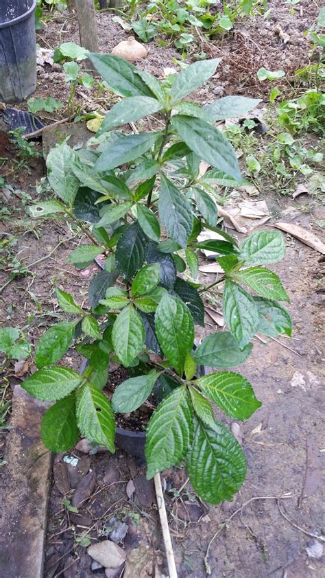 Hujan emas di negeri orang, hujan batu di negeri sendiri, lebih baik di negeri sendiri. Warisan Petani: Pokok Pecah Kaca