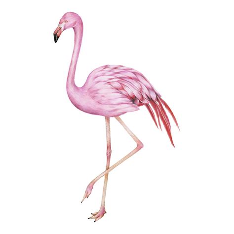 Illustration Of Pink Flamingo ~ Illustrations ~ Creative Market