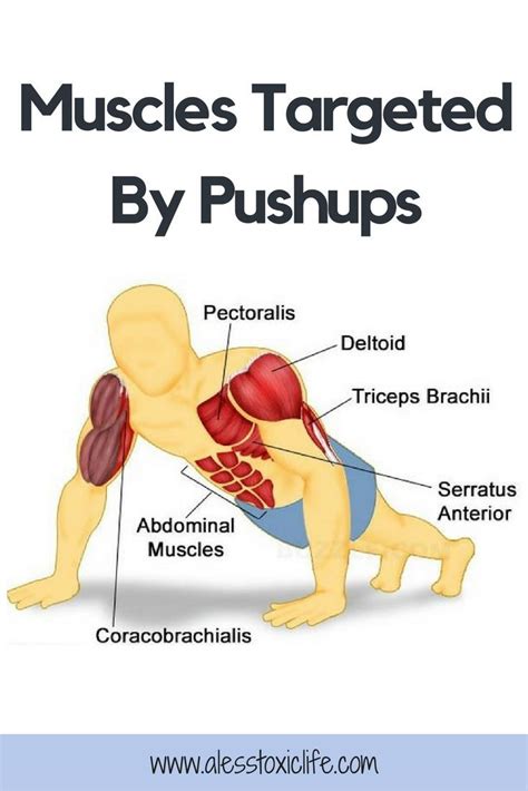 Push ups work the stomach more. Why I Love Pushups & Why You Should Too - What muscles ...