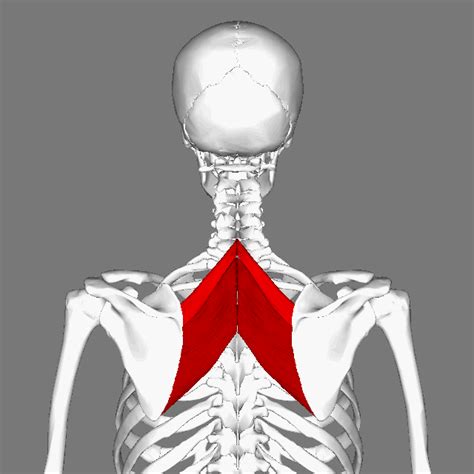 Filerhomboid Muscles Animation Small Wikimedia Commons