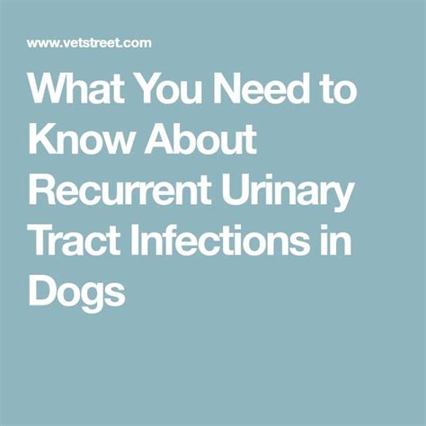 What You Need To Know About Recurrent Urinary Tract Infections In Dogs