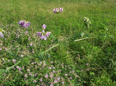 Blue Jay Barrens Invasive Control Crown Vetch