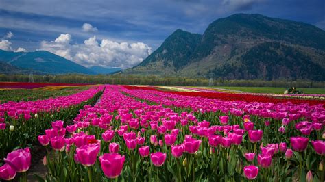 Fraser Valley Agassiz Tulip Festival Field With Pink Tulips