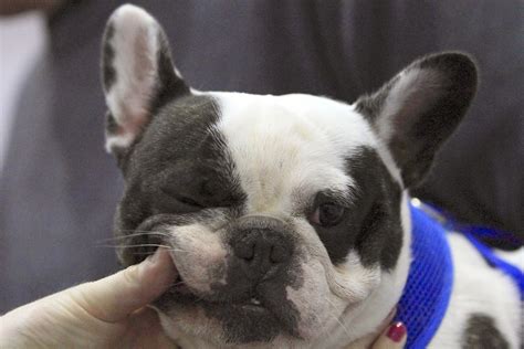 Are French Bulldogs Dwarf Dog Bred