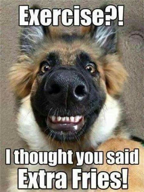 To My Bff Lol Dog Jokes Funny Animal Memes Funny Animal Quotes
