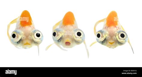 Celestial Carassius Auratus Goldfish Common Carp Celestial Eye