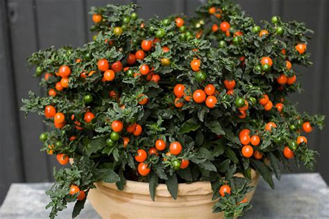 10 Wonderful And Popular Christmas Plants For More Beautiful Home