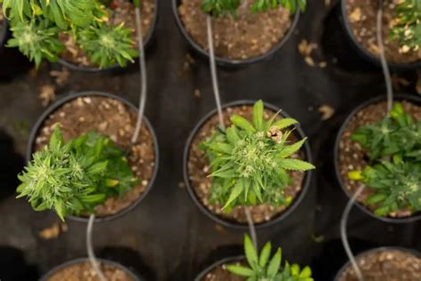 18 sexing cannabis plants bretremmie