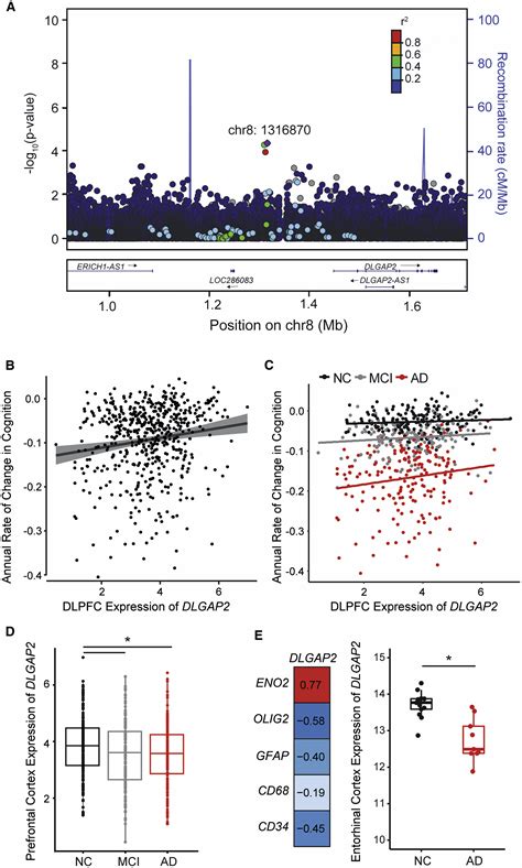 Cross Species Analyses Identify Dlgap2 As A Regulator Of Age Related Cognitive Decline And