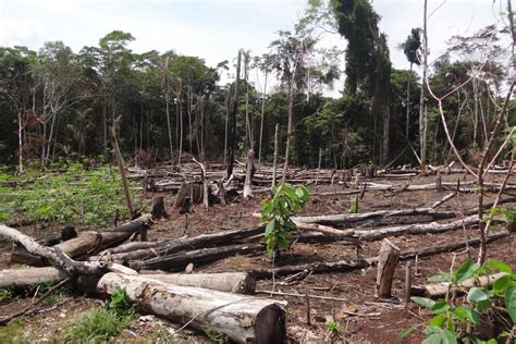 Qual é A Importância De Identificar Regiões De Biodiversidade Ameaçada