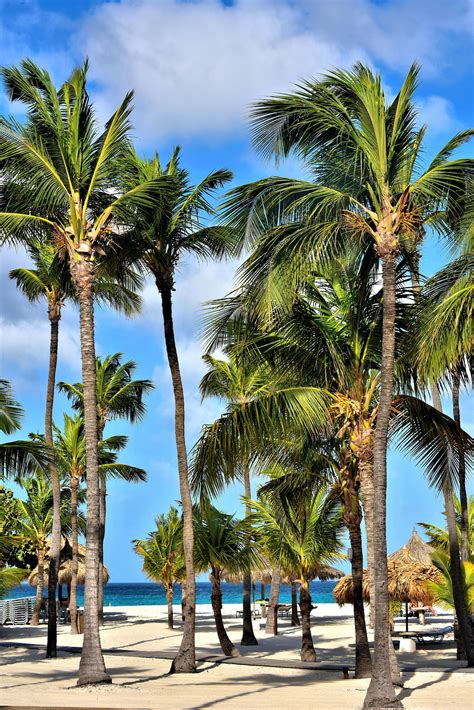 The Unique Palm Trees Of Aruba A Symbol Of The Islands Natural Beauty