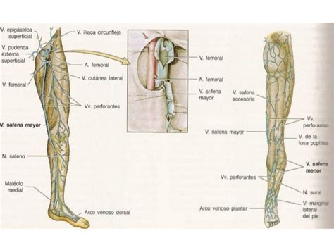 Anatomia Fascias Venas Y Nervios Cutaneos Miembro Inferior