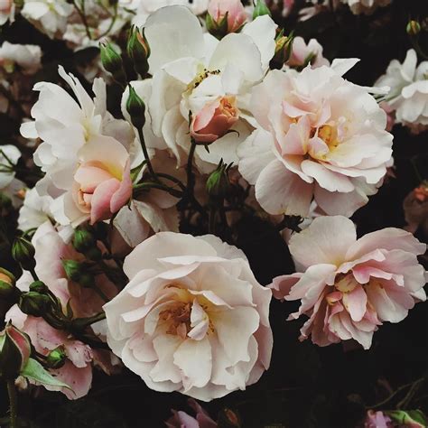 Instagram Photo By Emily Quinton Jun 13 2016 At 530am Utc Flowers