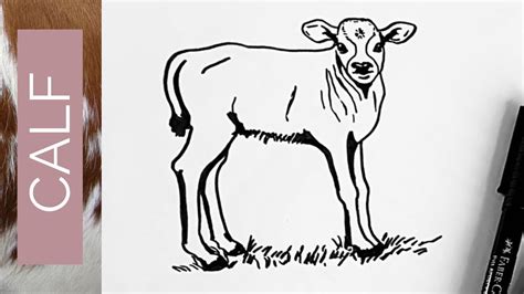 Baby Animals How To Draw A Calf Youtube