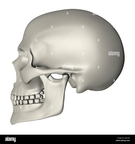 Human Skull Side View Stock Photo Alamy