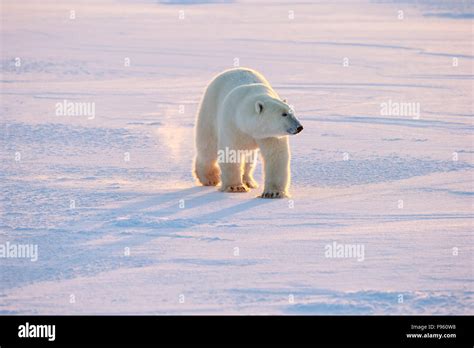 Polar Bear Ursus Maritimus Walking Cape Churchill Wapusk National