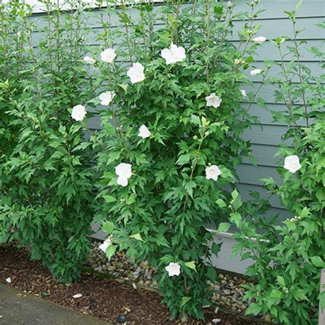 Proven Winners Hibiscus White Pillar Shrub Plants Direct To You