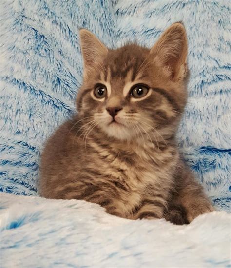 Domestic Kitten Pets Friend Store In Alliston Ontario