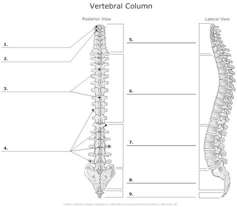 Vertebral Column Unlabeled Example Smartdraw Anatomy Bones Anatomy