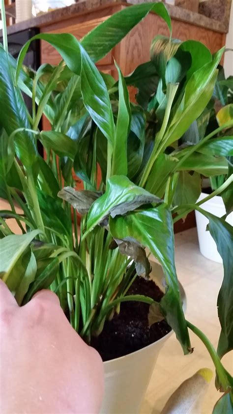 There are about 100 species of this tropical american woody vine and most species survive the. indoors - Why is my Peace lily dying? - Gardening ...
