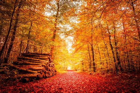 Beautiful Autumn Landscape In Warm Stock Photo