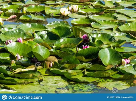 Beautiful Water Lilies Growing Stock Photo Image Of Lotus Blossom
