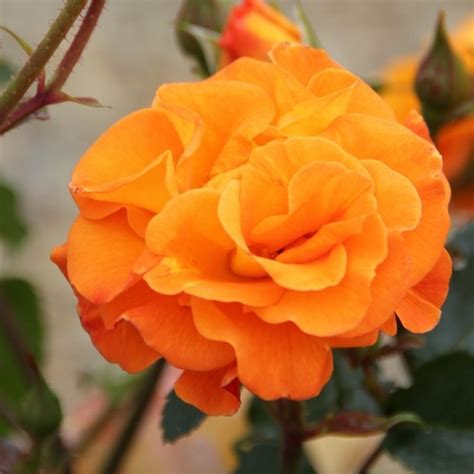 Buy Rose Precious Amber In A 3l Pot Single Potted Plant Online At