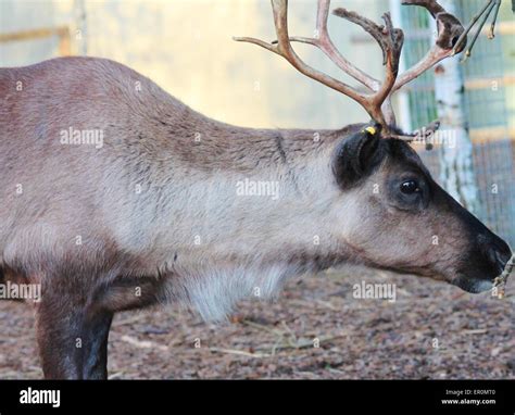 Full Grown Shaggy Reindeer With Antlers Reindeer Caribou Deer Male Natural Raner