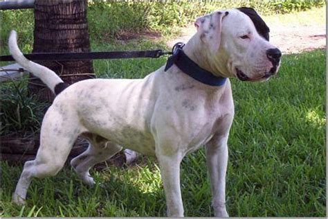 He, along with his father, revived the breed and established the johnson bull dog type. leatherneck bulldogs - Google Search | American bulldog ...