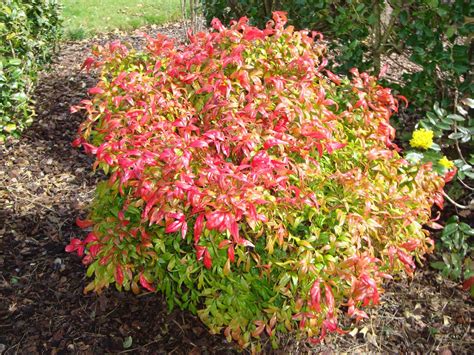 It has larger leaves than many nandinas, which begin acquiring. Nandina City Lights BALL - Garden Express