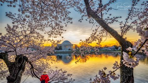 Cherry Blossoms Festival My Top 6 Tips In Photographing Cherry