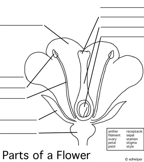 Awesome Blank Image Of Parts A Flower And Review In 2020 Parts Of A