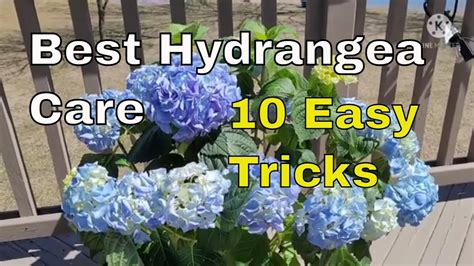 How To Care For A Hydrangea Pruning And Fertilizing My Hydrangea Feed Hydrangea And More