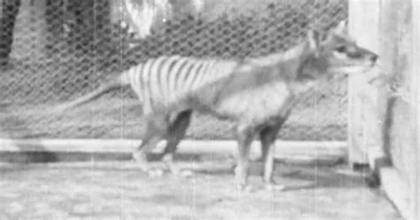 Last Known Footage Of A Tasmanian Tiger Shows What The World Has Lost