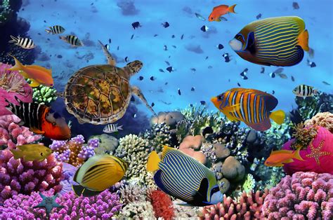Restoring Coral Reefs Benefits Entire Ecosystems And