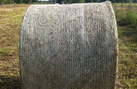 Hay For Sale Timothy Alfalfa Orchard Fescue Bermuda Grass Hay