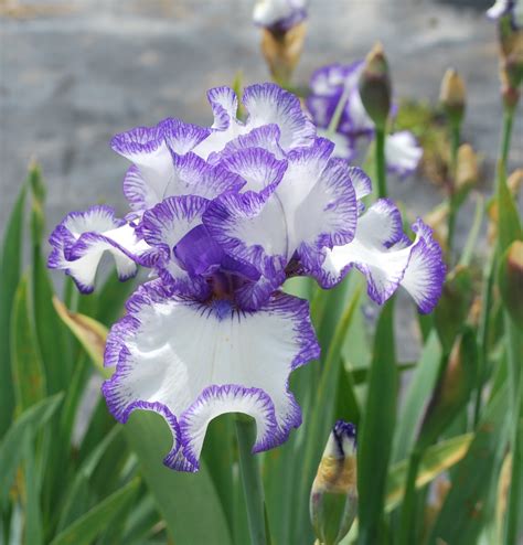 World Of Irises Strikingly Beautiful Flowers