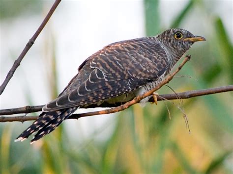 Common Cuckoo Birds Of Germany · Inaturalist
