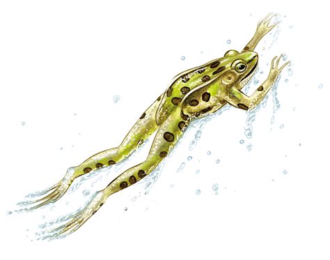 Frog Jumping Drawing At Getdrawings Free Download